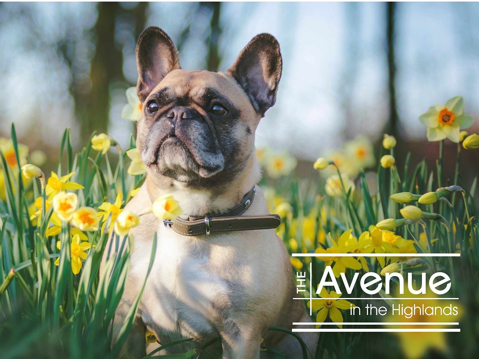 Avenue In The Highlands Apartment Rentals Louisville Ky Zillow