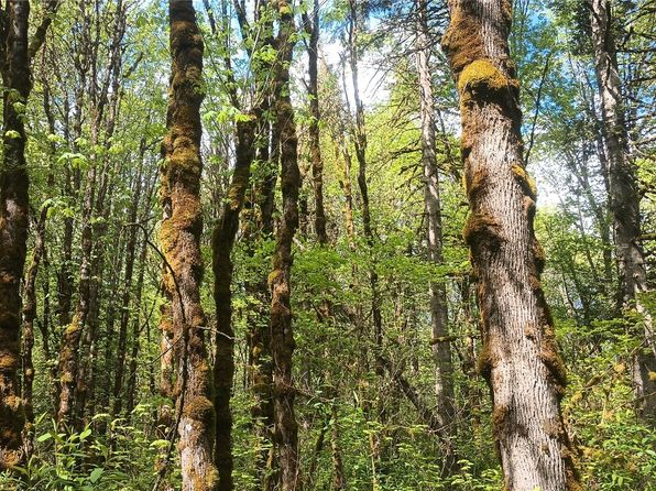 839 Lot 19 Cline Road, Randle, WA 98977