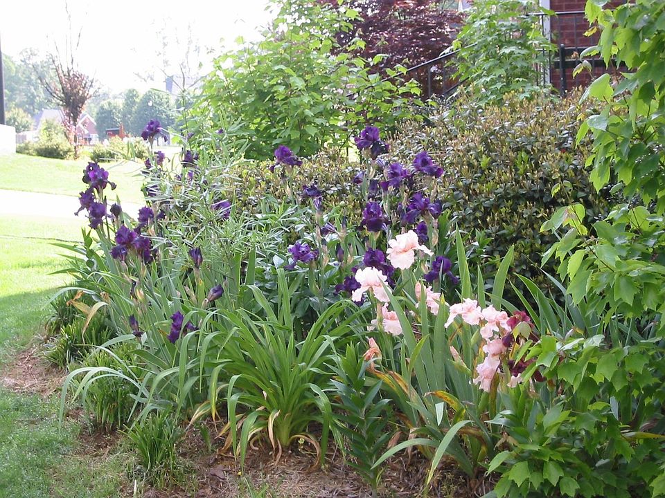 Irises in Spring