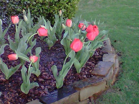 Spring tulips