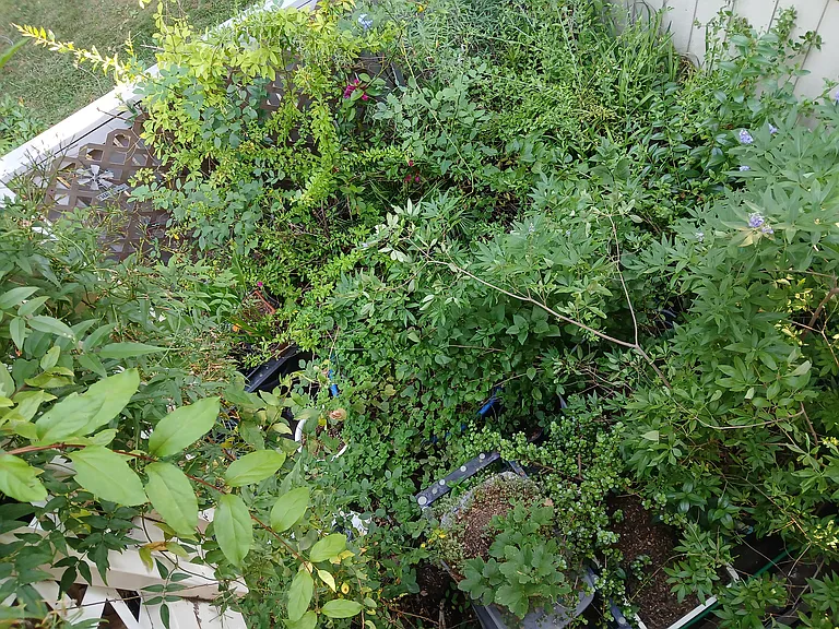 Elizabeth Ln — Photo 24