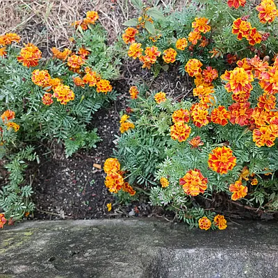 Rented by Nooklyn NYC LLC | media 76