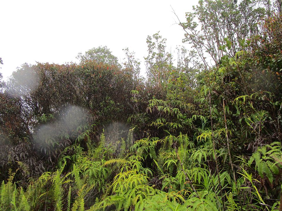 2nd image of Manini Cir Lot 12