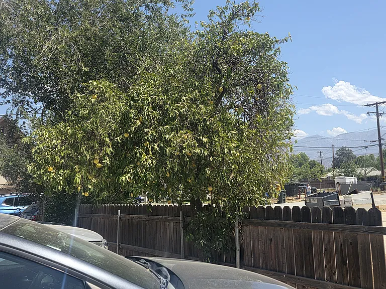 Avenue J — Photo 21