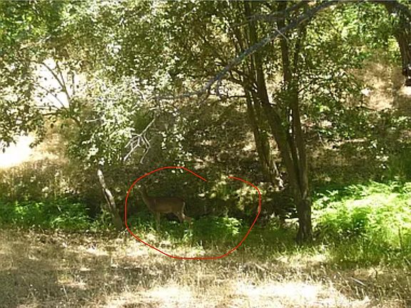 Photo taken from the deck: Yes_deer! Geese are sometimes spotted, and peacocks appear occasionally.