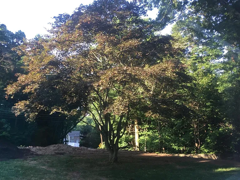 TREES PRIVATE