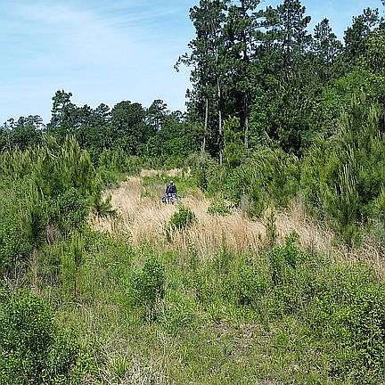Logging Roads Throughout