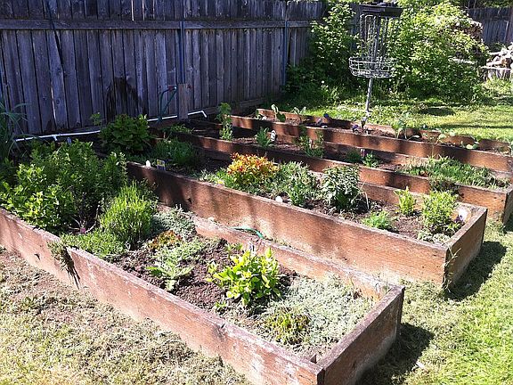 raised beds in side yard