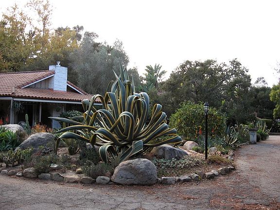 Cactus garden boasts a number of varied cactus and succulents of different sizes and colors.