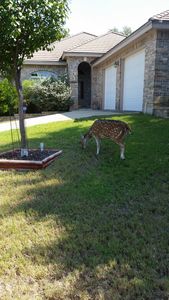 29635 Terra Bella, Boerne, TX, 78015