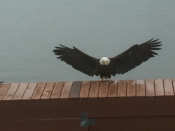 visitor landing on dock