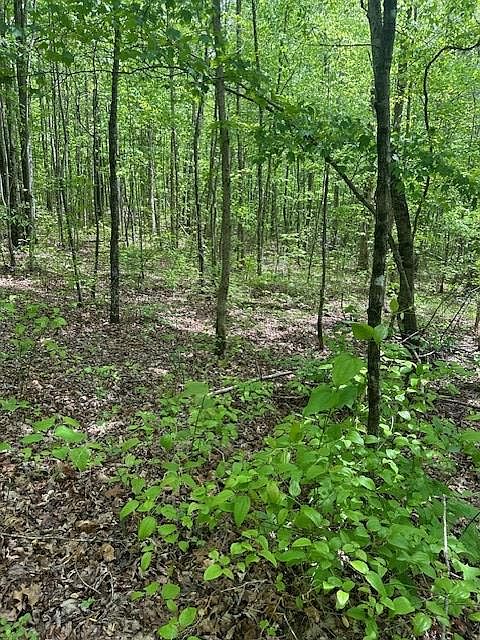 2nd image of LOT 116 Big Piney Loop