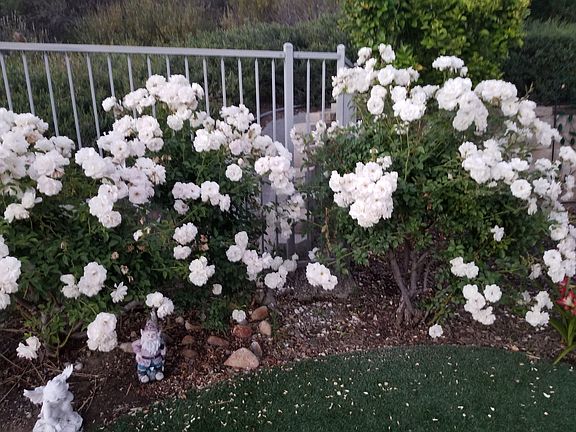 Roses & Fencing