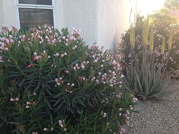 Mature vegetation