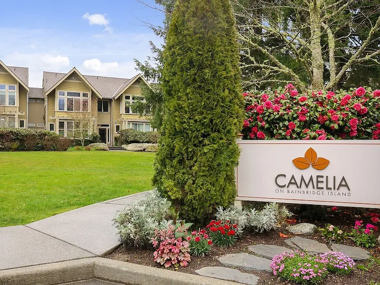 Camelia — Photo 25