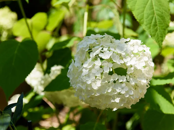 62 Wyckoff Street image 29 of 294