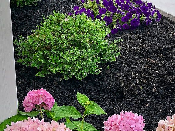 Front hydrangeas, petunias