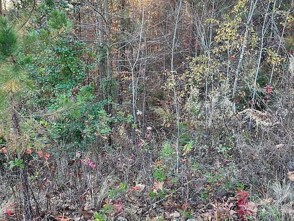 2nd image of 931 Eagle Nest Dr