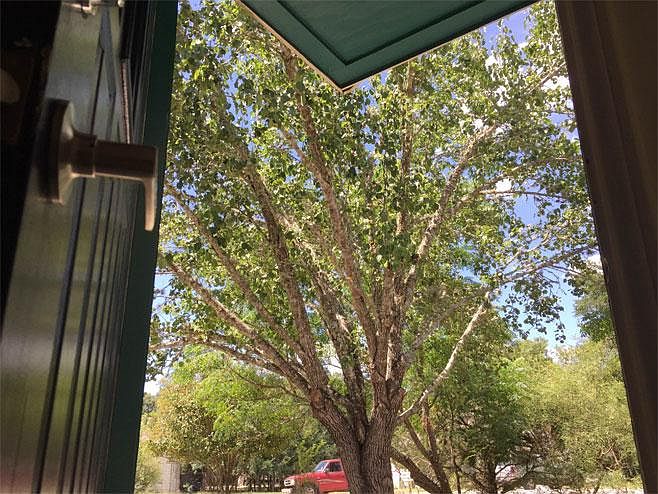 Lots of Trees, View from Front Door