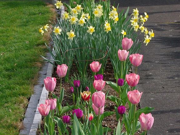 Walkway in the Spring
