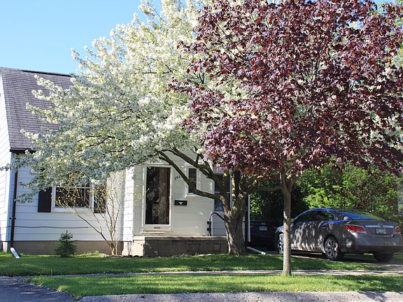 Beautiful ornamental tree
