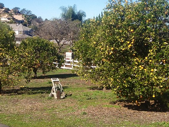 Over 4 different citrus tree