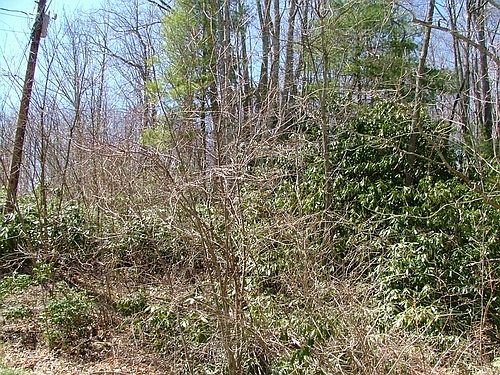Teaberry right side