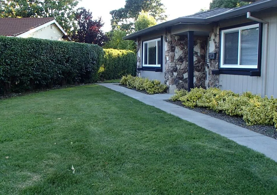lawn