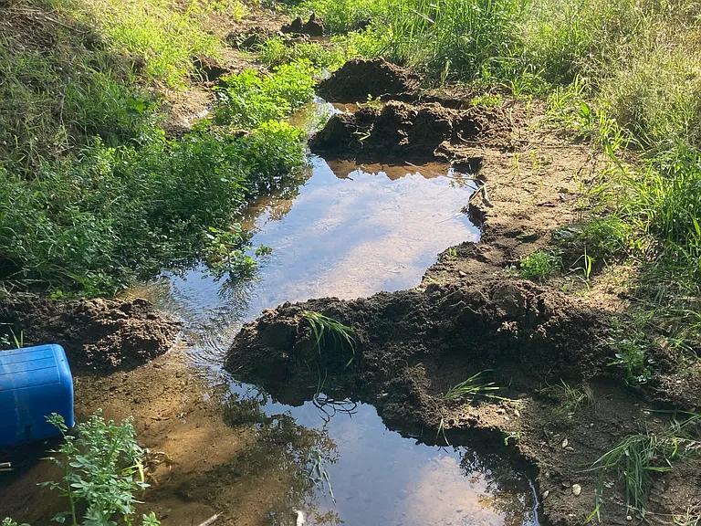 An intermittent stream flows through the orchard for most of the year. Listen to frogs croaking, the buzz of bees, the darting of dragon flies and dancing of damsel flies if you visit the working orchard to the north of the house.