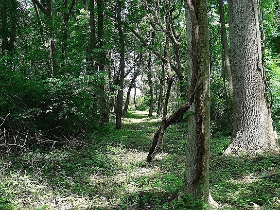 3rd image of 0 Mellicks Woods Rd