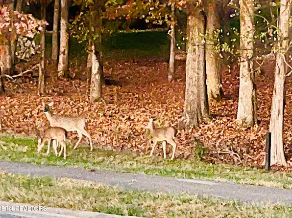 158 Hammock Ct, Loudon, TN 37774