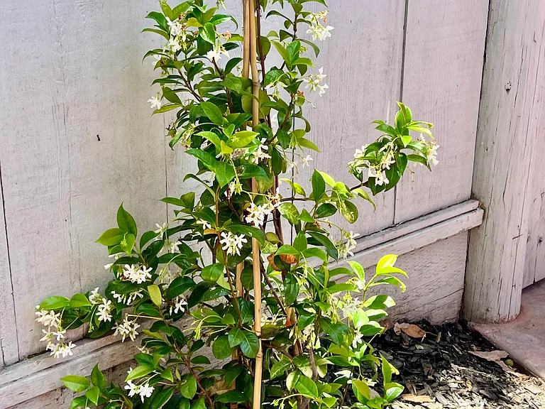 new plantings with potential