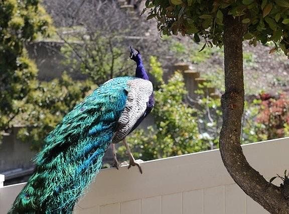 4th image of 27822 Palos Verdes Dr E