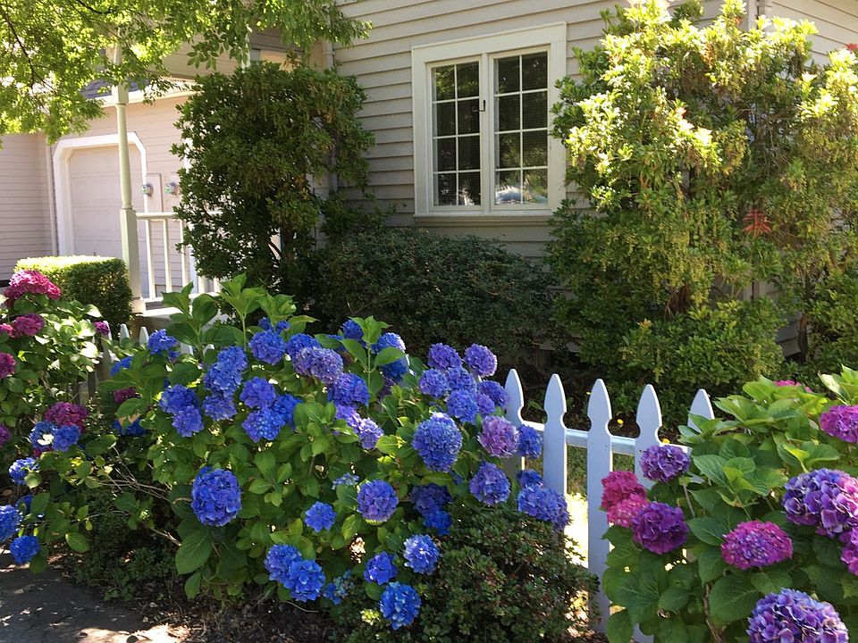 Exterior in July with hydrangea, white picket fence, mature shrubbery and trees.