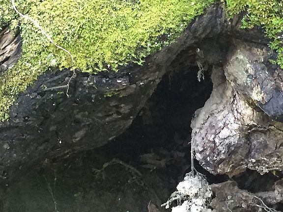 4th image of Mountain Top Ln