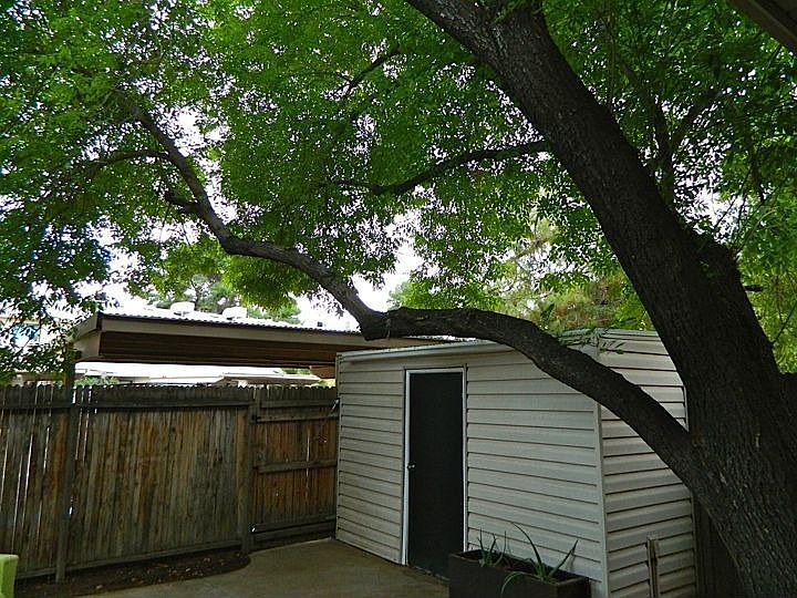 large tree in backyard