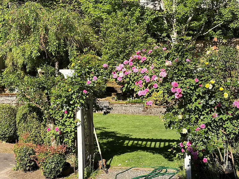 backyard