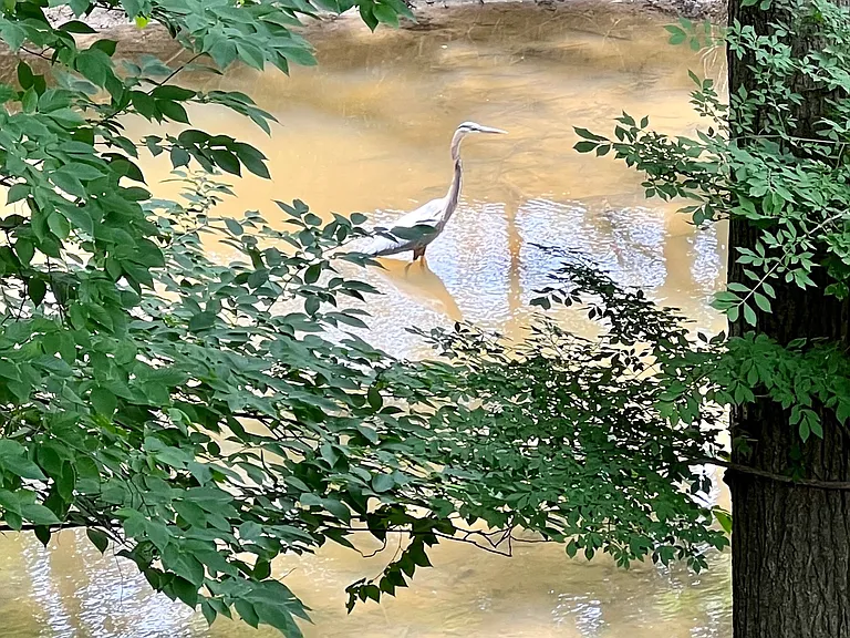 blue heron in creek
Other creekside animal sightings: mink, muskrat, turtles, frogs, fish, crayfish, damselflies, weasel