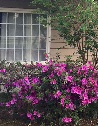 Azaleas await you