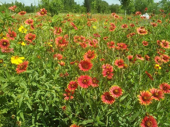 Acres of Indian Blankets