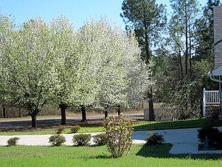 2nd image of 201 Summer Place Dr