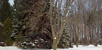 1st image of 403 Branchwood Dr