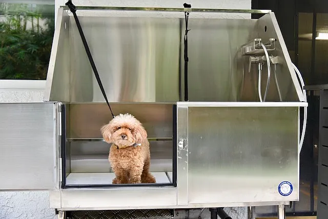 Dog grooming station in backyard area
