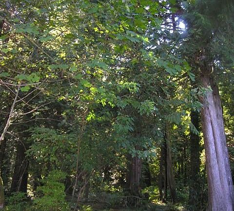Amazing Trees!