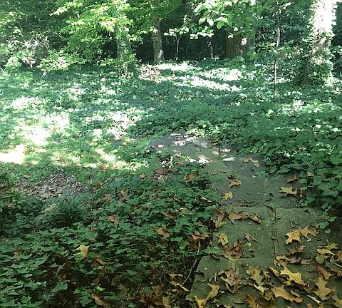 Wooded, quiet back yard