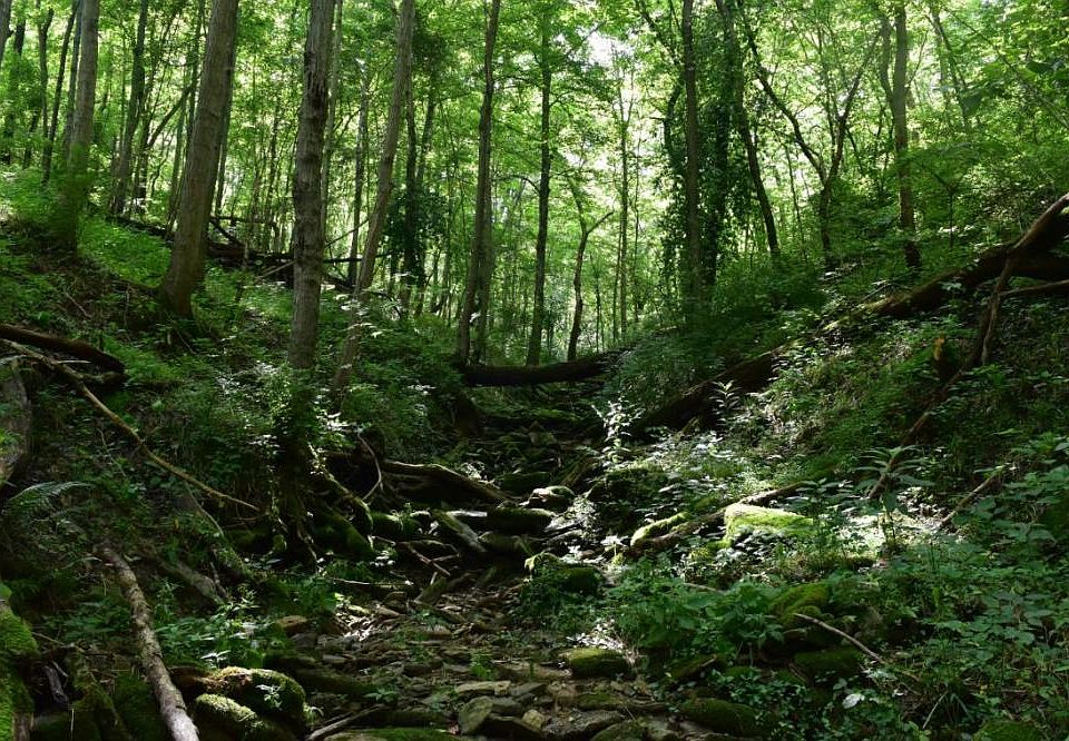 Creek running through the entirety of property 