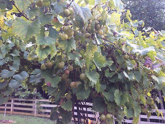 Grape vines