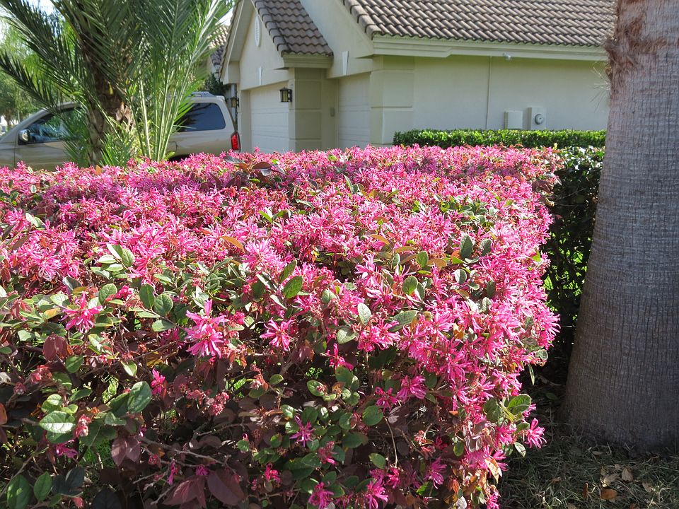 17836 Arbor Greene Dr, Tampa, FL 33647 Zillow