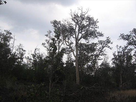 2nd image of Lot 32