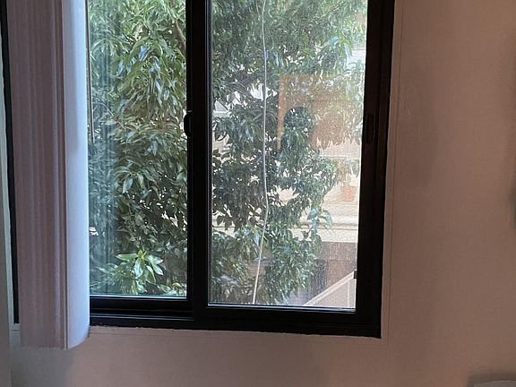 Tree view out the kitchen window